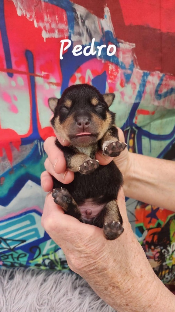 Pedro