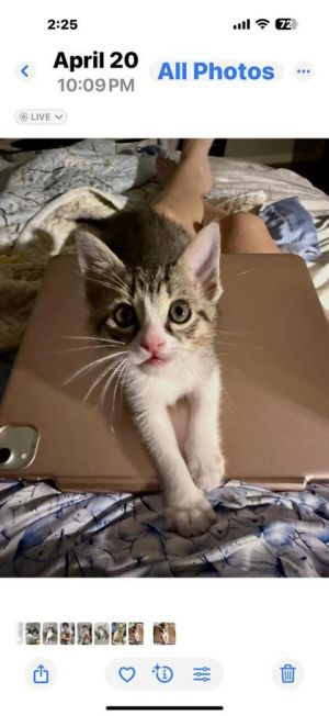 Timmy, Baby Male Domestic Short Hair