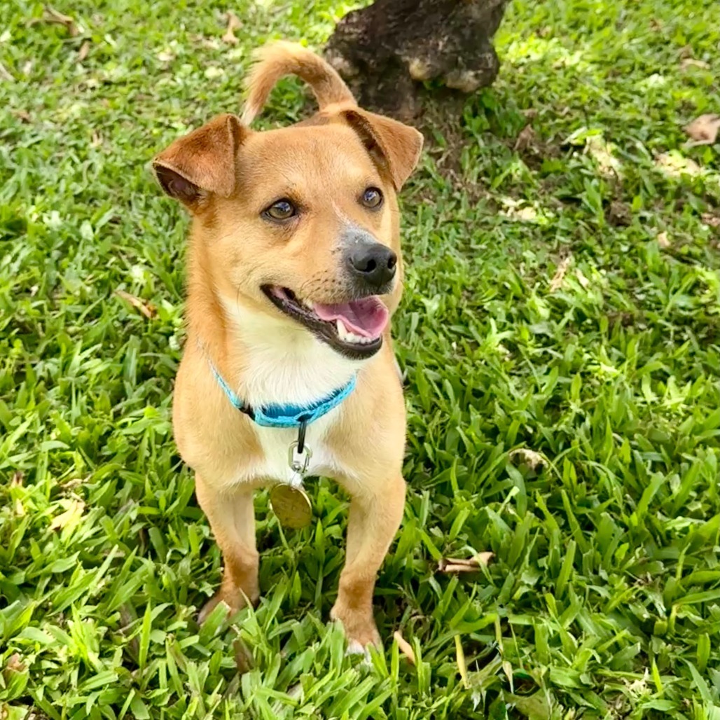 Davy, an adoptable Mixed Breed in Kailua Kona, HI, 96740 | Photo Image 2