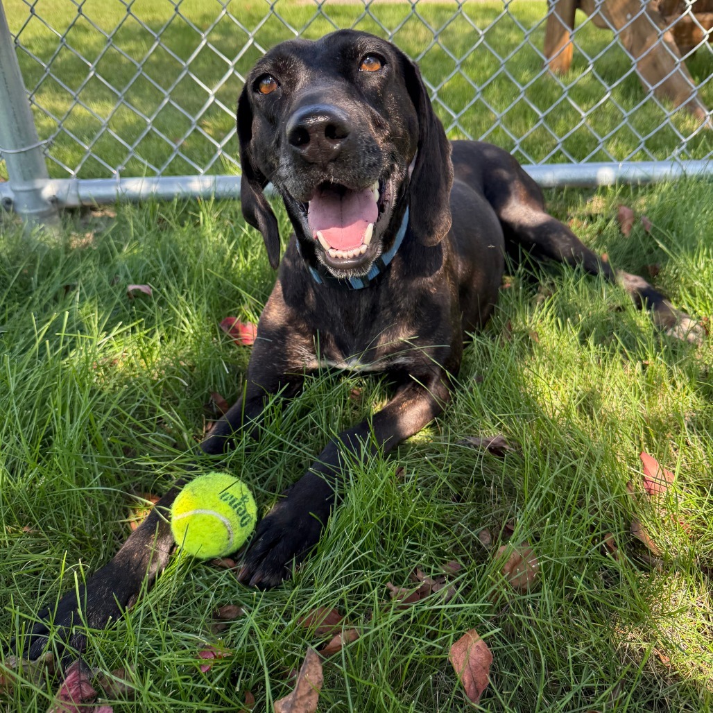 Kahlua, an adoptable Pointer, Hound in Detroit Lakes, MN, 56501 | Photo Image 1