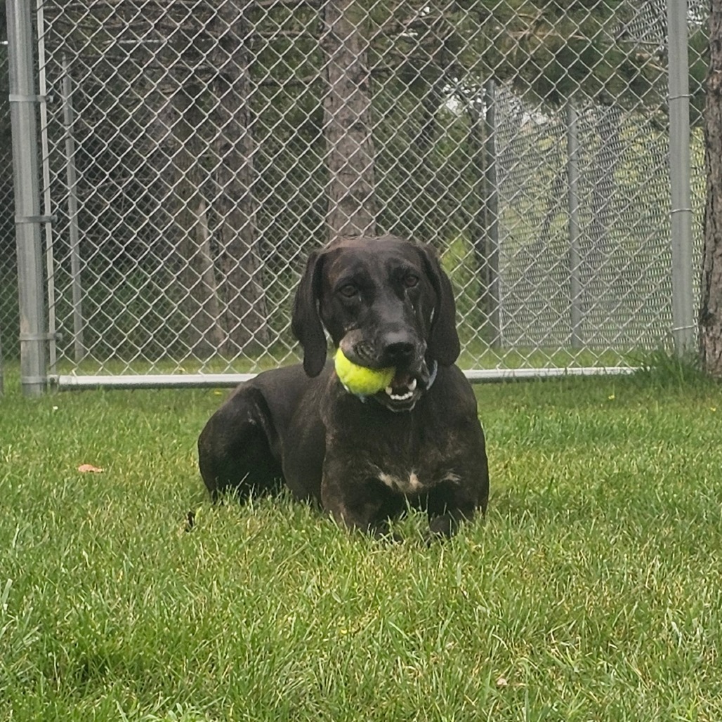 Kahlua, an adoptable Pointer, Hound in Detroit Lakes, MN, 56501 | Photo Image 2
