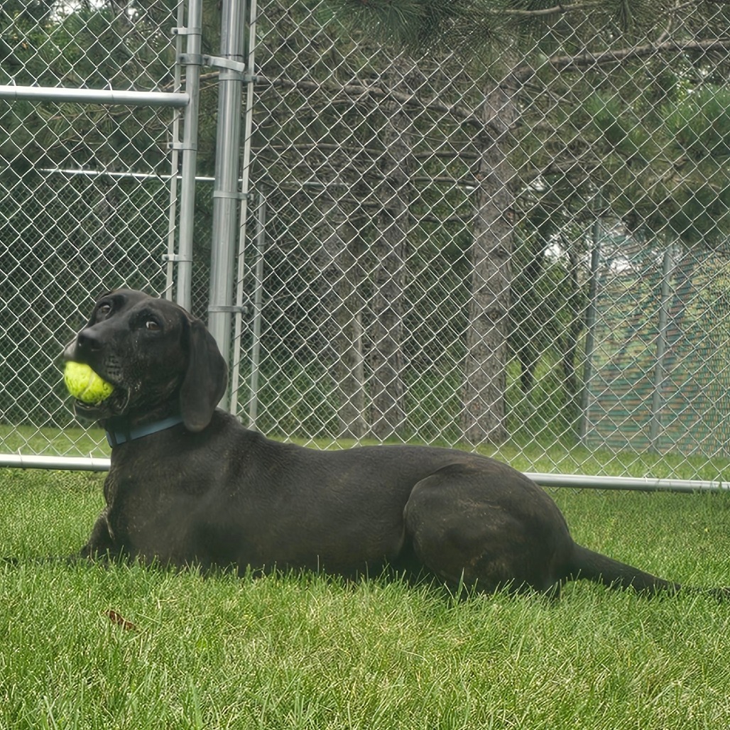 Kahlua, an adoptable Pointer, Hound in Detroit Lakes, MN, 56501 | Photo Image 3