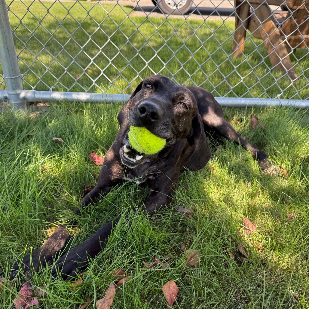 Kahlua, an adoptable Pointer, Hound in Detroit Lakes, MN, 56501 | Photo Image 4