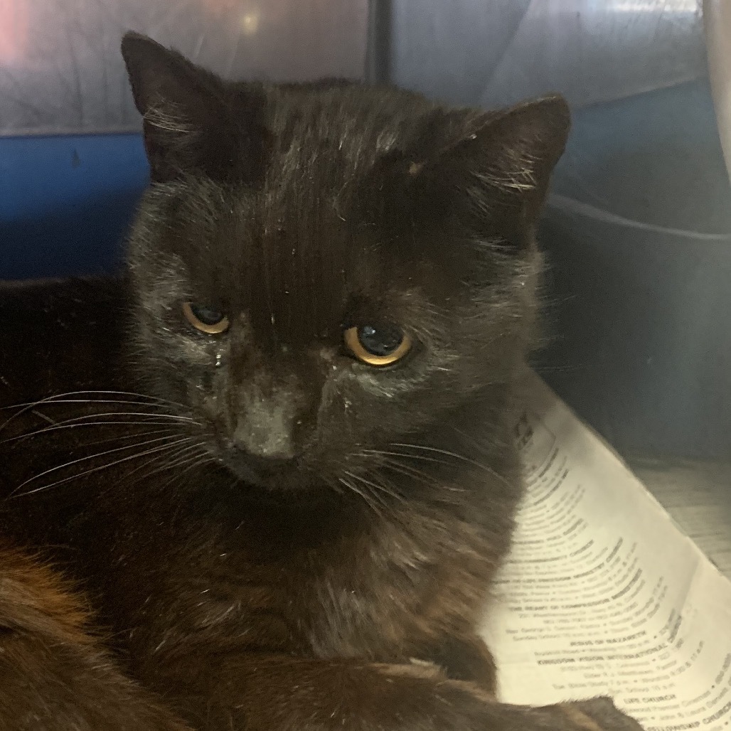Joyce, an adoptable Domestic Short Hair in Starkville, MS, 39760 | Photo Image 1