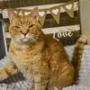 Lion photo 6