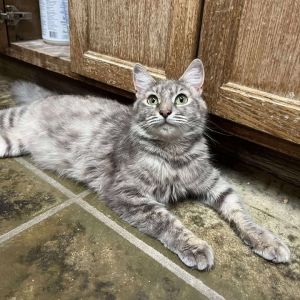 Roswell, Adult Female Domestic Medium Hair