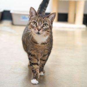 Bella, Senior Female Domestic Short Hair