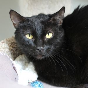 Charli, Adult Female unknown