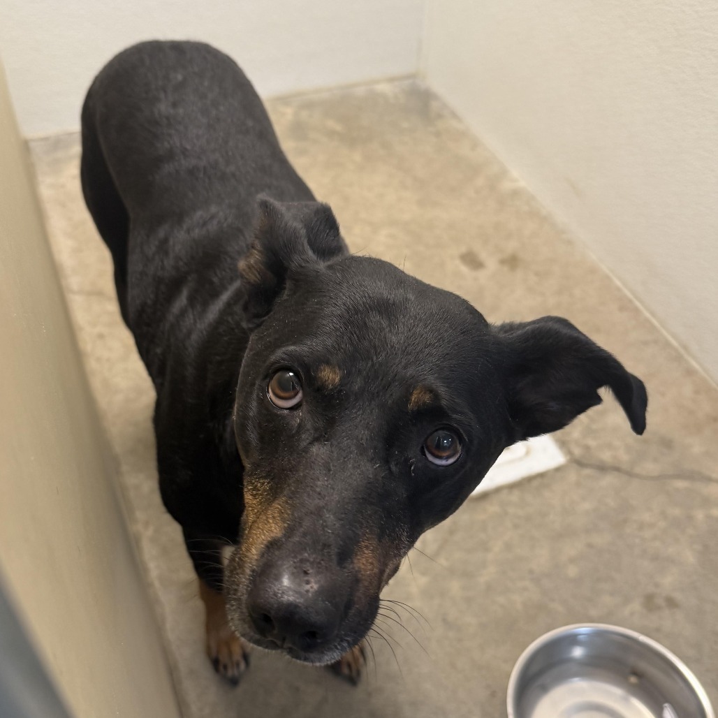 Maxine, an adoptable Rottweiler, Doberman Pinscher in Cody, WY, 82414 | Photo Image 1