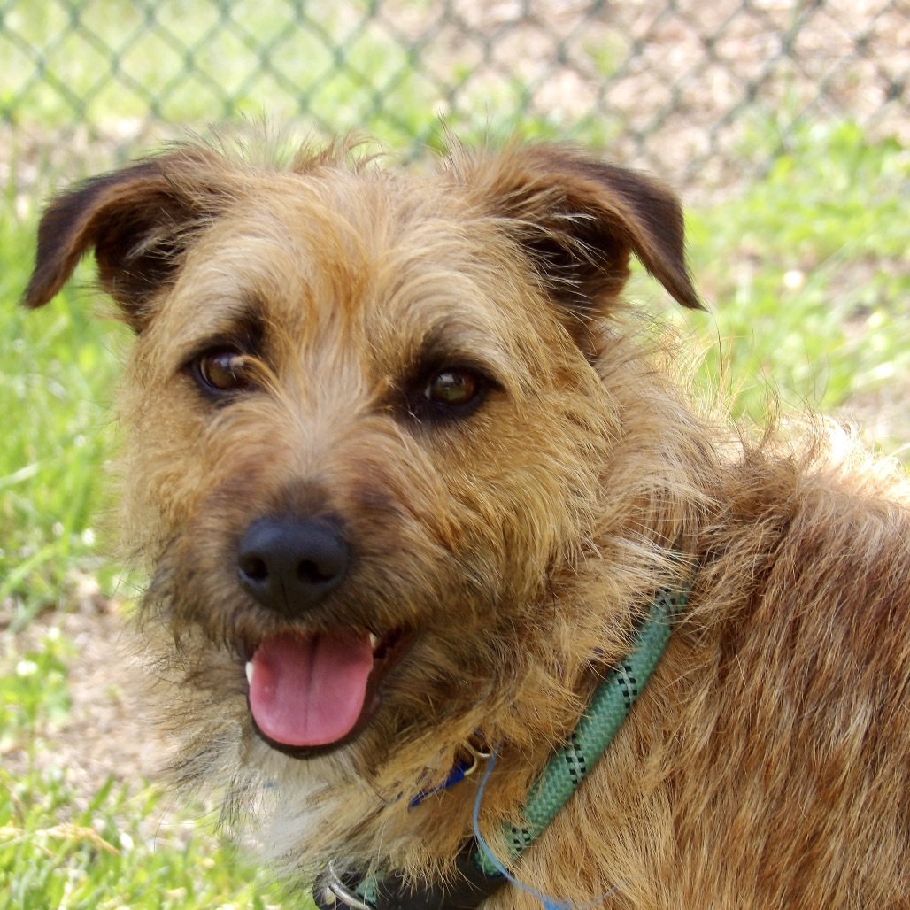 Shadow (In Foster)