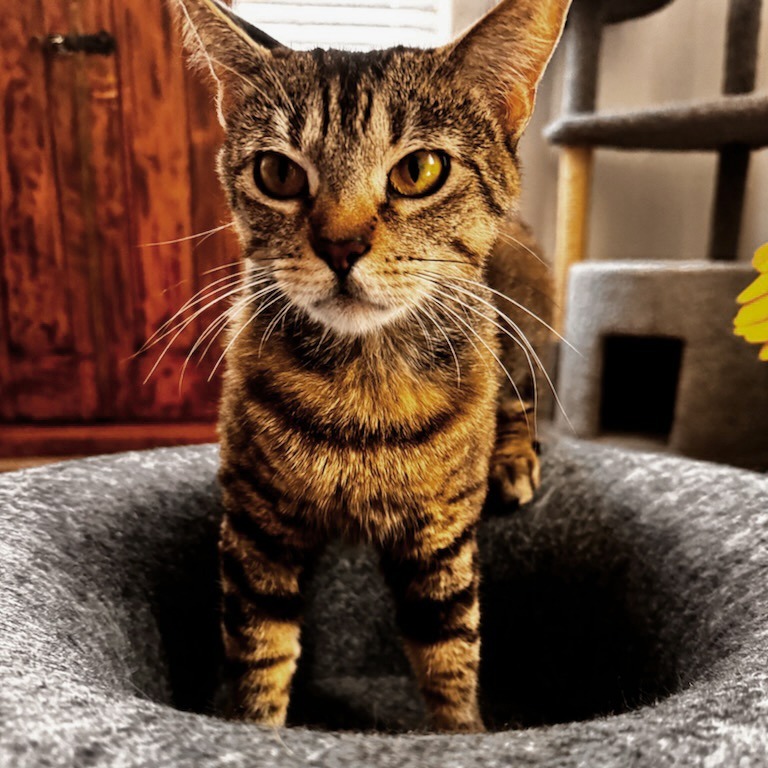 Torrey, an adoptable Domestic Short Hair in Las Vegas, NV, 89122 | Photo Image 1