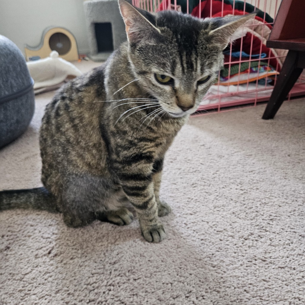 Torrey, an adoptable Domestic Short Hair in Las Vegas, NV, 89122 | Photo Image 2