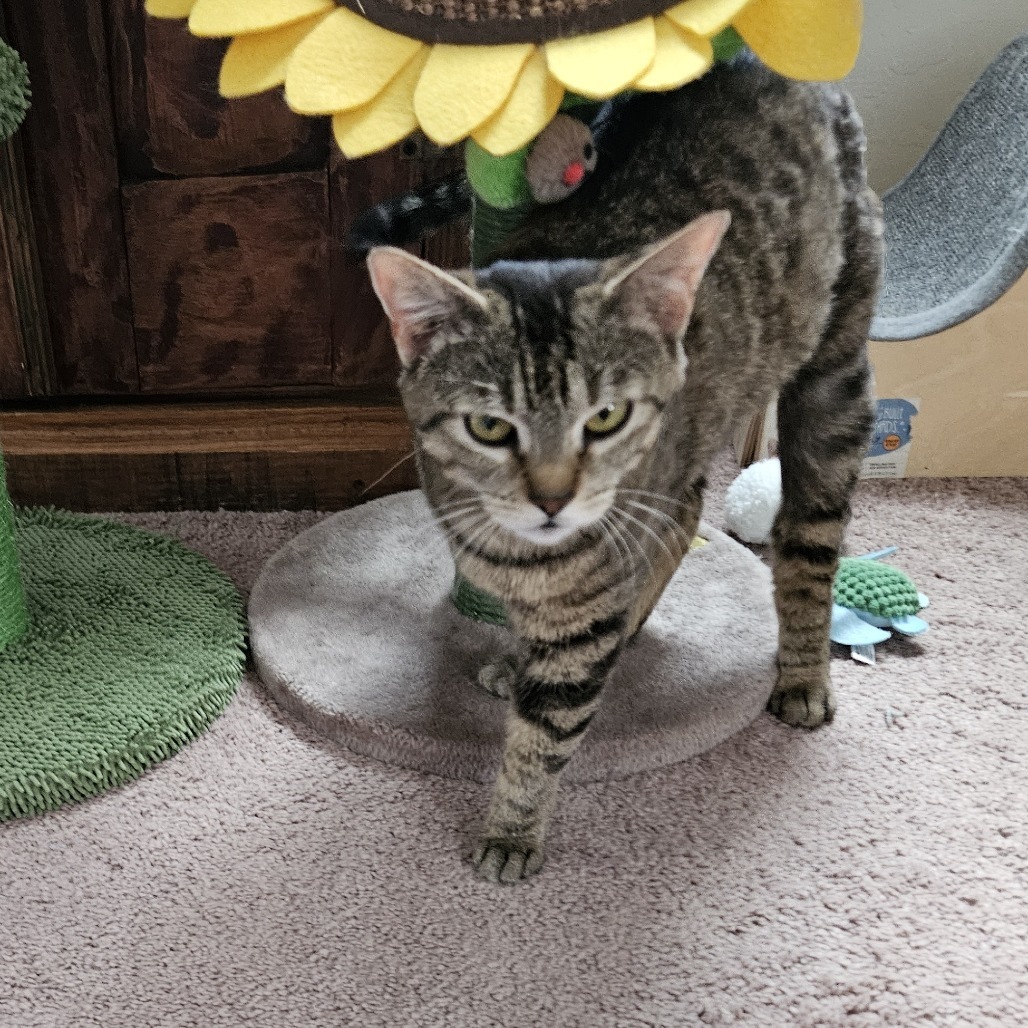 Torrey, an adoptable Domestic Short Hair in Las Vegas, NV, 89122 | Photo Image 3