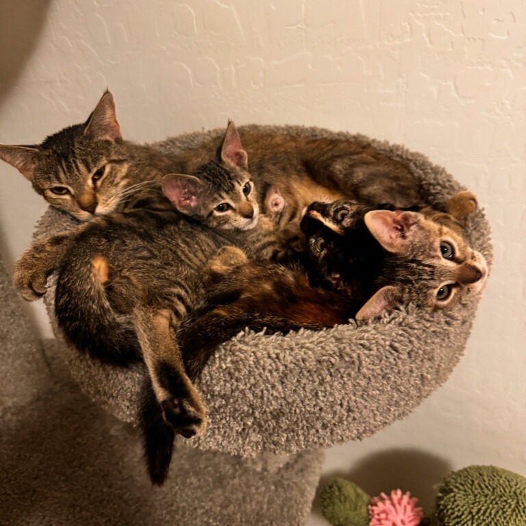 Torrey, an adoptable Domestic Short Hair in Las Vegas, NV, 89122 | Photo Image 5