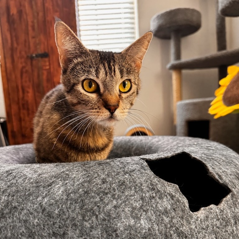 Torrey, an adoptable Domestic Short Hair in Las Vegas, NV, 89122 | Photo Image 6