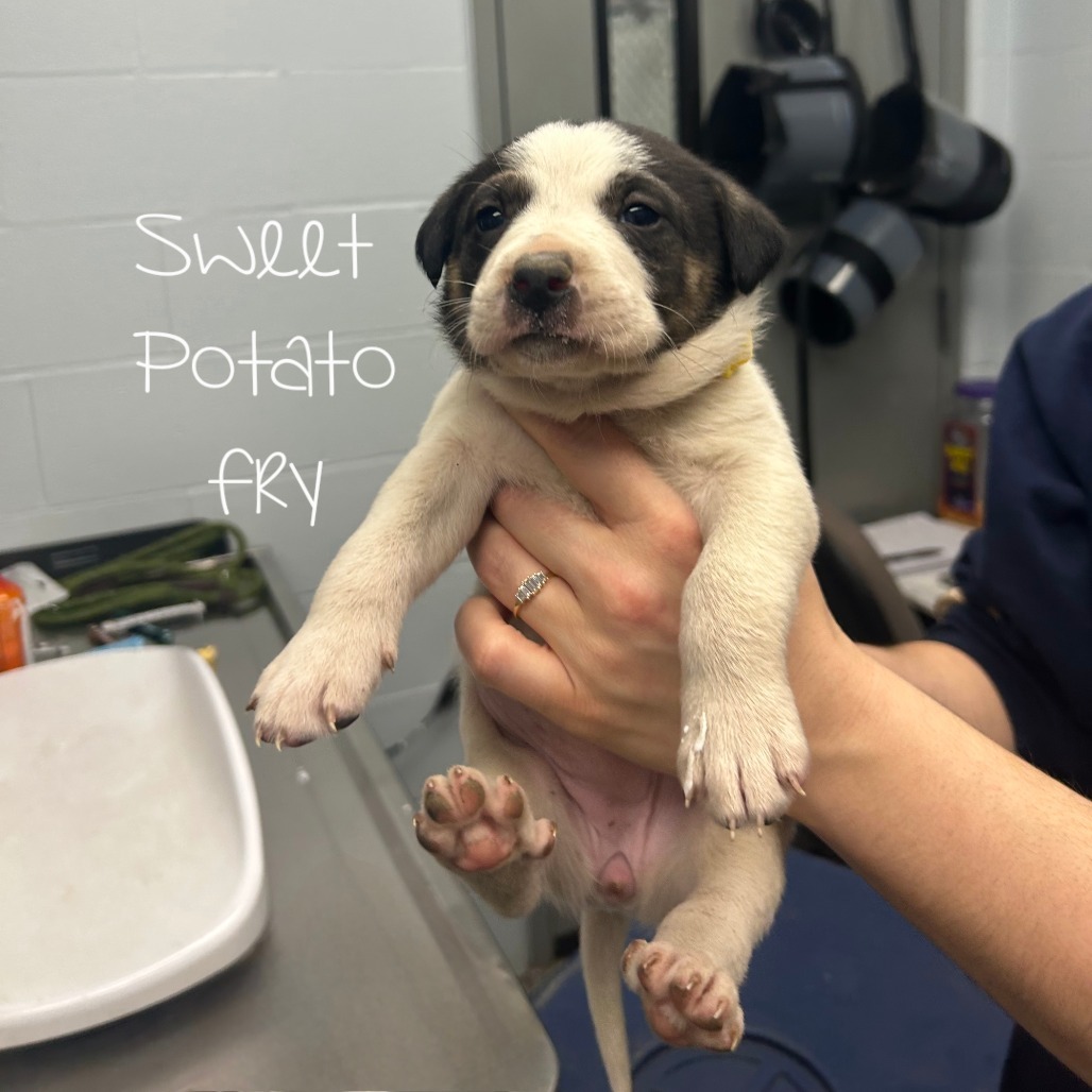 Sweet Potato Fry