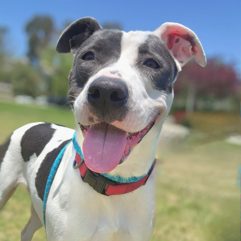Lady C000-163- Chino Hills Location
