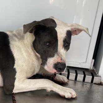 Lady C000-163- Chino Hills Location