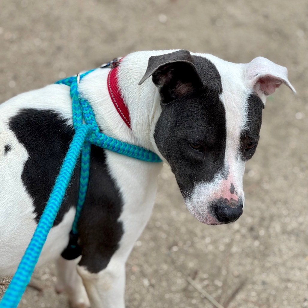 Lady C000-163- Chino Hills Location