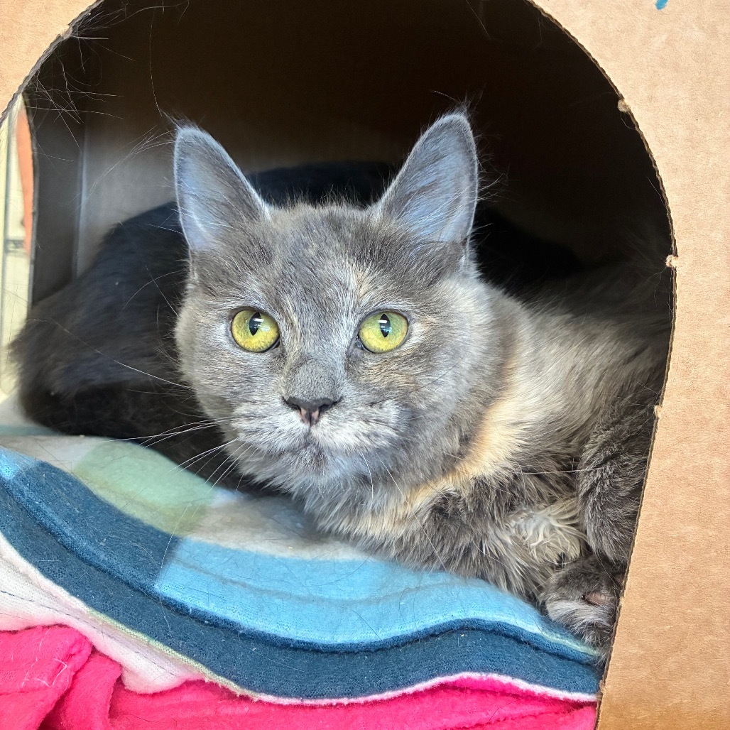 Callie (Chow Hound Byron Center)