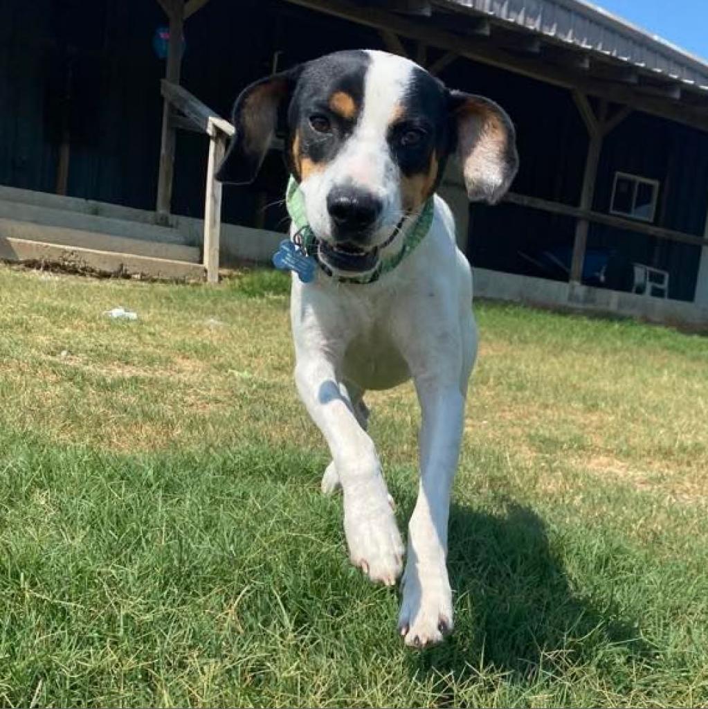 Pepper