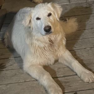 Shy Girl, Adult Female Great Pyrenees