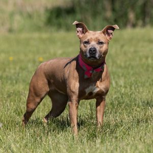 Marnie, Adult Female Pit Bull Terrier