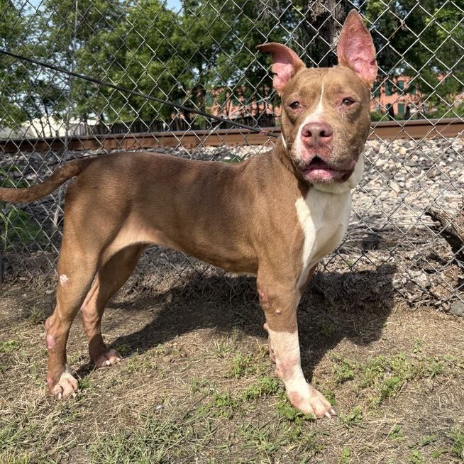 Lucy D46247