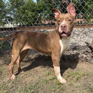 Lucy D46247, Adult Female Pit Bull Terrier