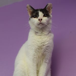 Domino, Adult Male Domestic Short Hair