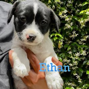 Hello meet Ethan he loves to sniff around with his nose and has a cute stout body His mom was