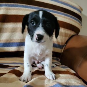 Hello meet Ethan he loves to sniff around with his nose and has a cute stout body His mom was