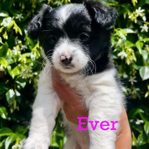 Hello meet little Ever He mom is a collie mix and maybe some type of spaniel she is the runt