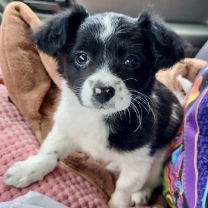 Hello meet little Ever He mom is a collie mix and maybe some type of spaniel she is the runt