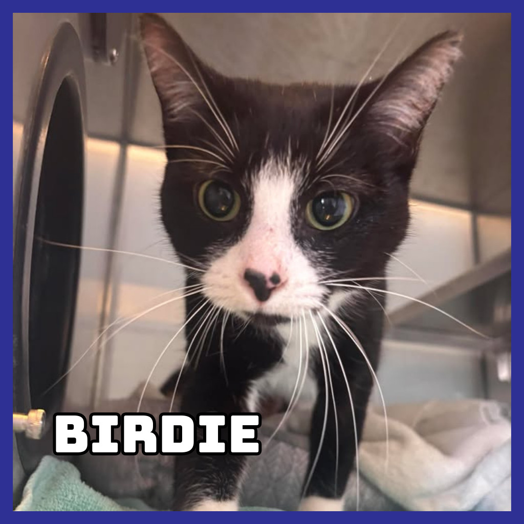 Birdie, an adoptable Domestic Short Hair in Glenwood, MN, 56334 | Photo Image 1