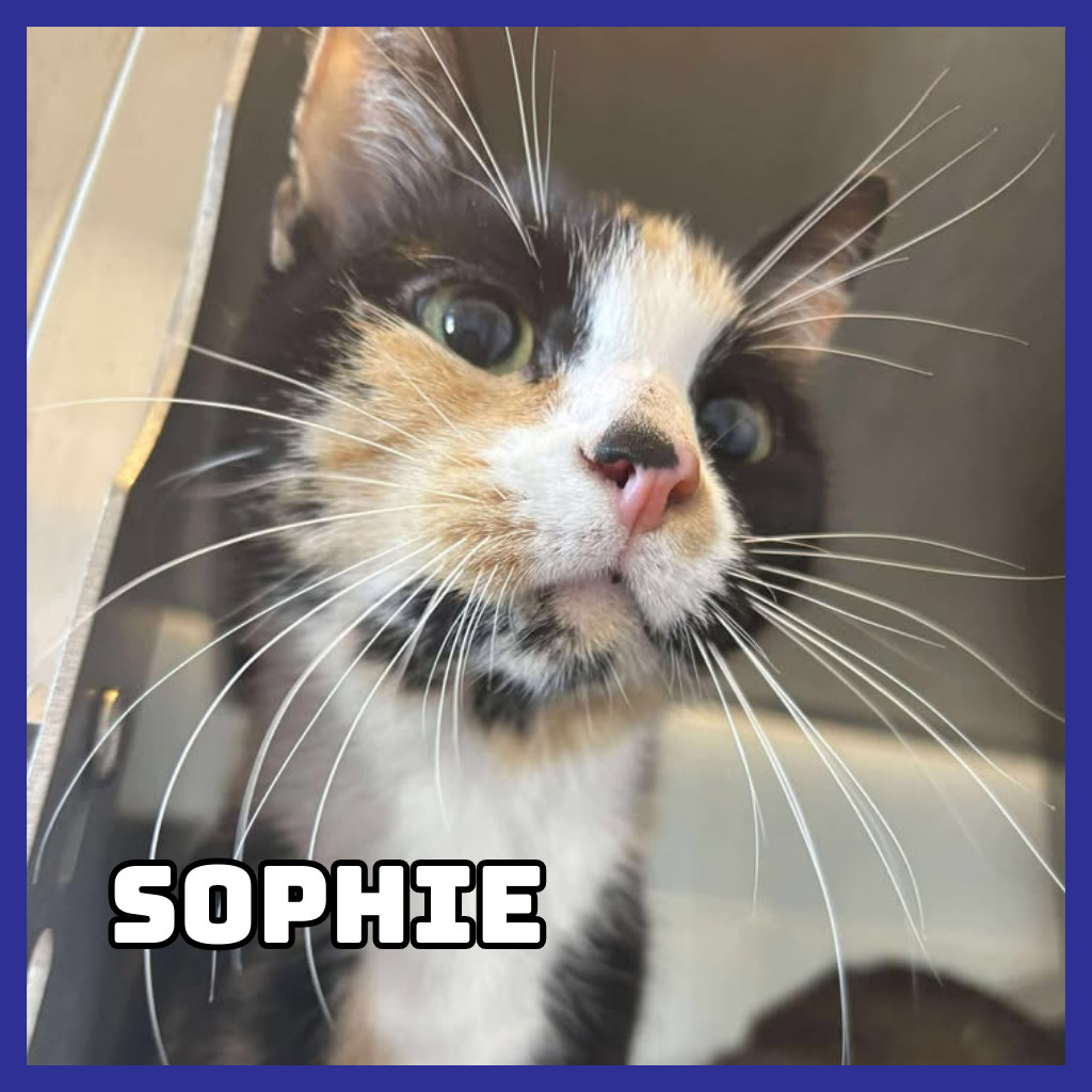 Sophie, an adoptable Domestic Short Hair in Glenwood, MN, 56334 | Photo Image 1