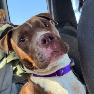 Hans Pit Bull Terrier Dog