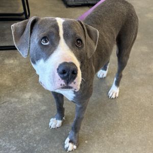 Daisey, Adult Female Terrier