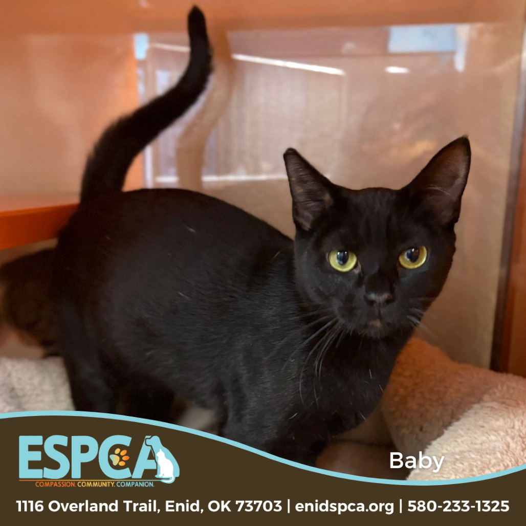 Baby, an adoptable Domestic Short Hair in Enid, OK, 73703 | Photo Image 1