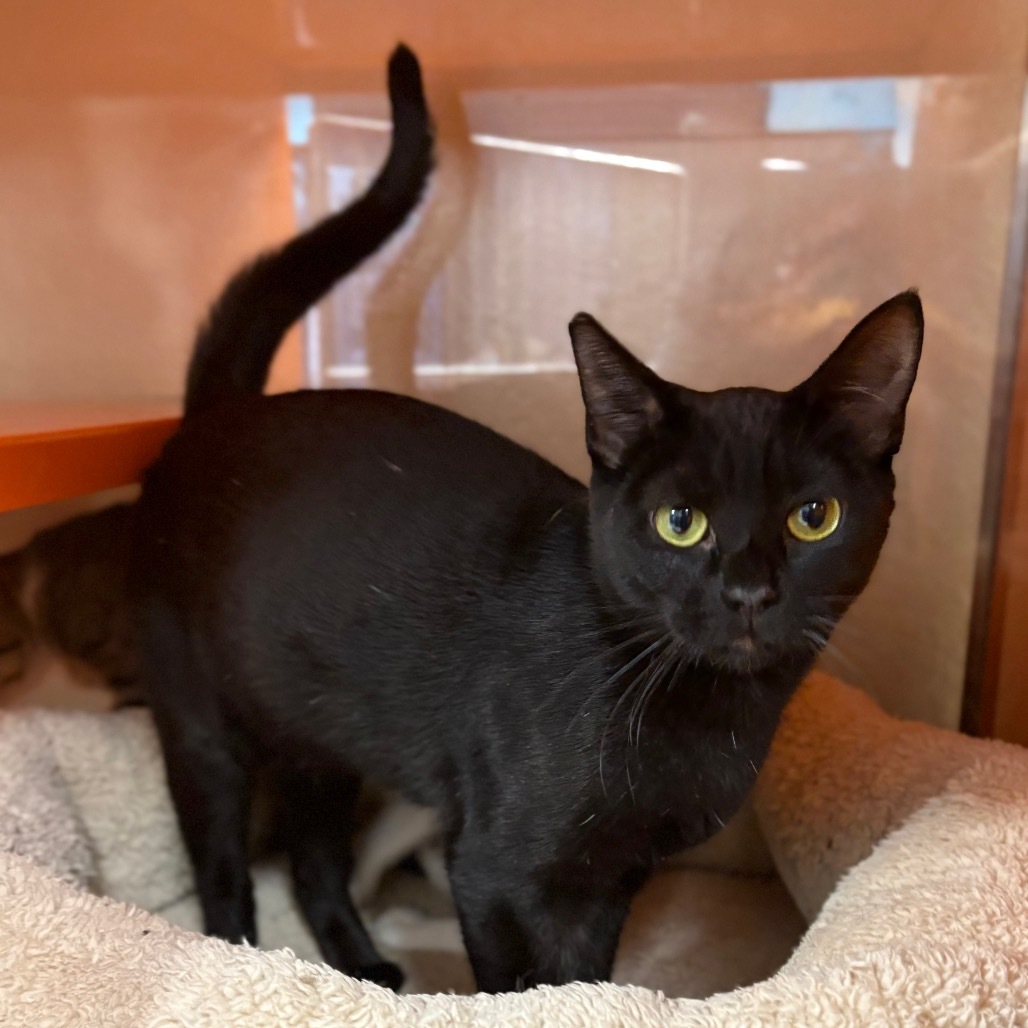 Baby, an adoptable Domestic Short Hair in Enid, OK, 73703 | Photo Image 2