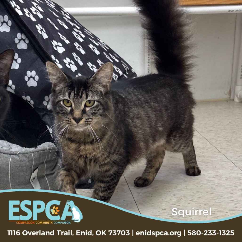Squirrel, an adoptable Domestic Short Hair in Enid, OK, 73703 | Photo Image 1