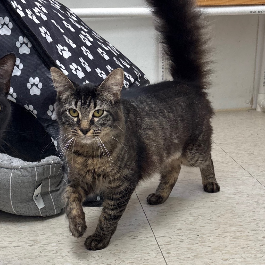 Squirrel, an adoptable Domestic Short Hair in Enid, OK, 73703 | Photo Image 2