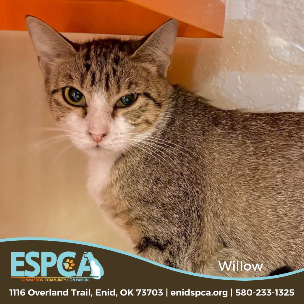Willow, an adoptable Domestic Short Hair in Enid, OK, 73703 | Photo Image 1