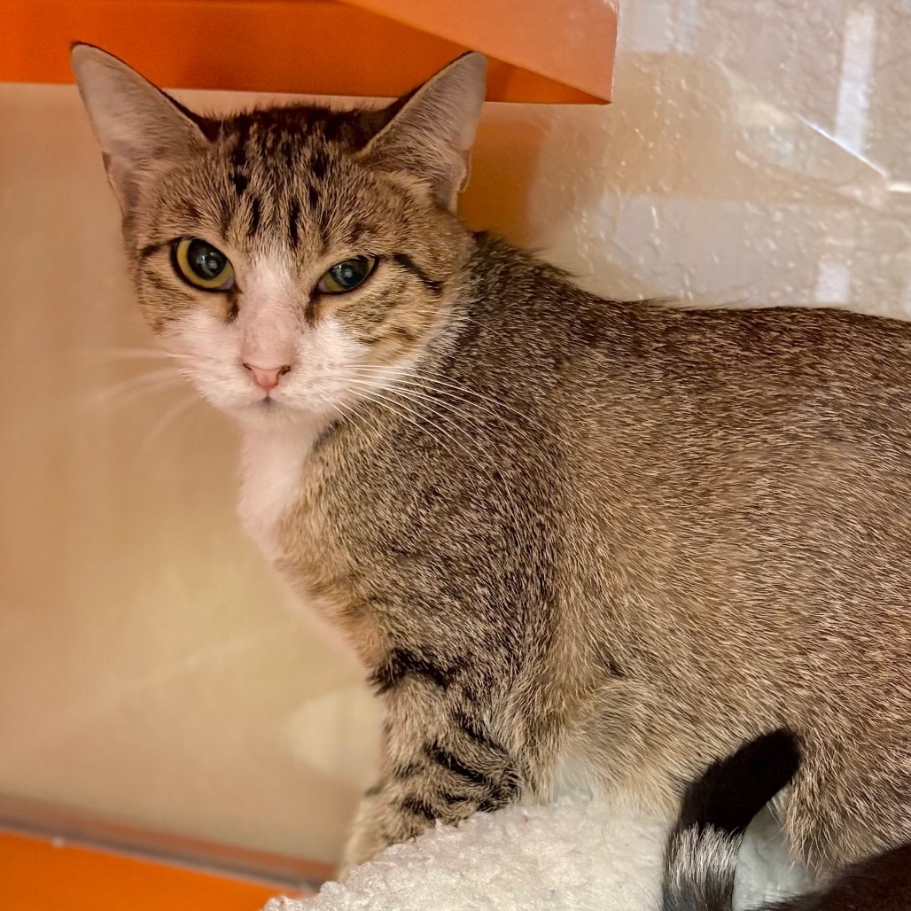 Willow, an adoptable Domestic Short Hair in Enid, OK, 73703 | Photo Image 2