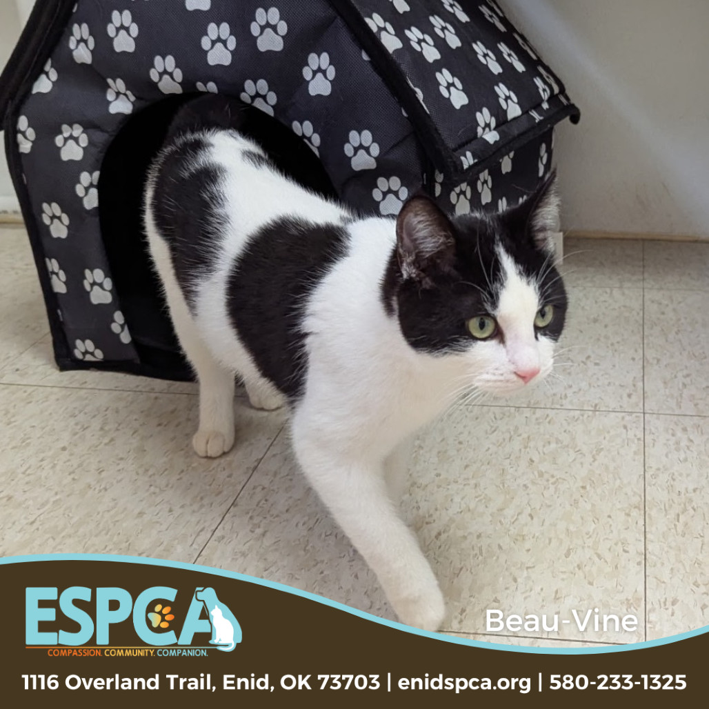 Beau-Vine, an adoptable Domestic Short Hair in Enid, OK, 73703 | Photo Image 1