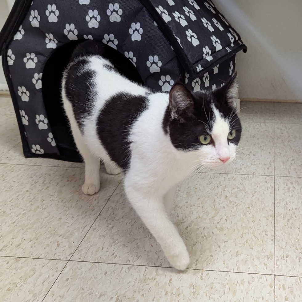 Beau-Vine, an adoptable Domestic Short Hair in Enid, OK, 73703 | Photo Image 2