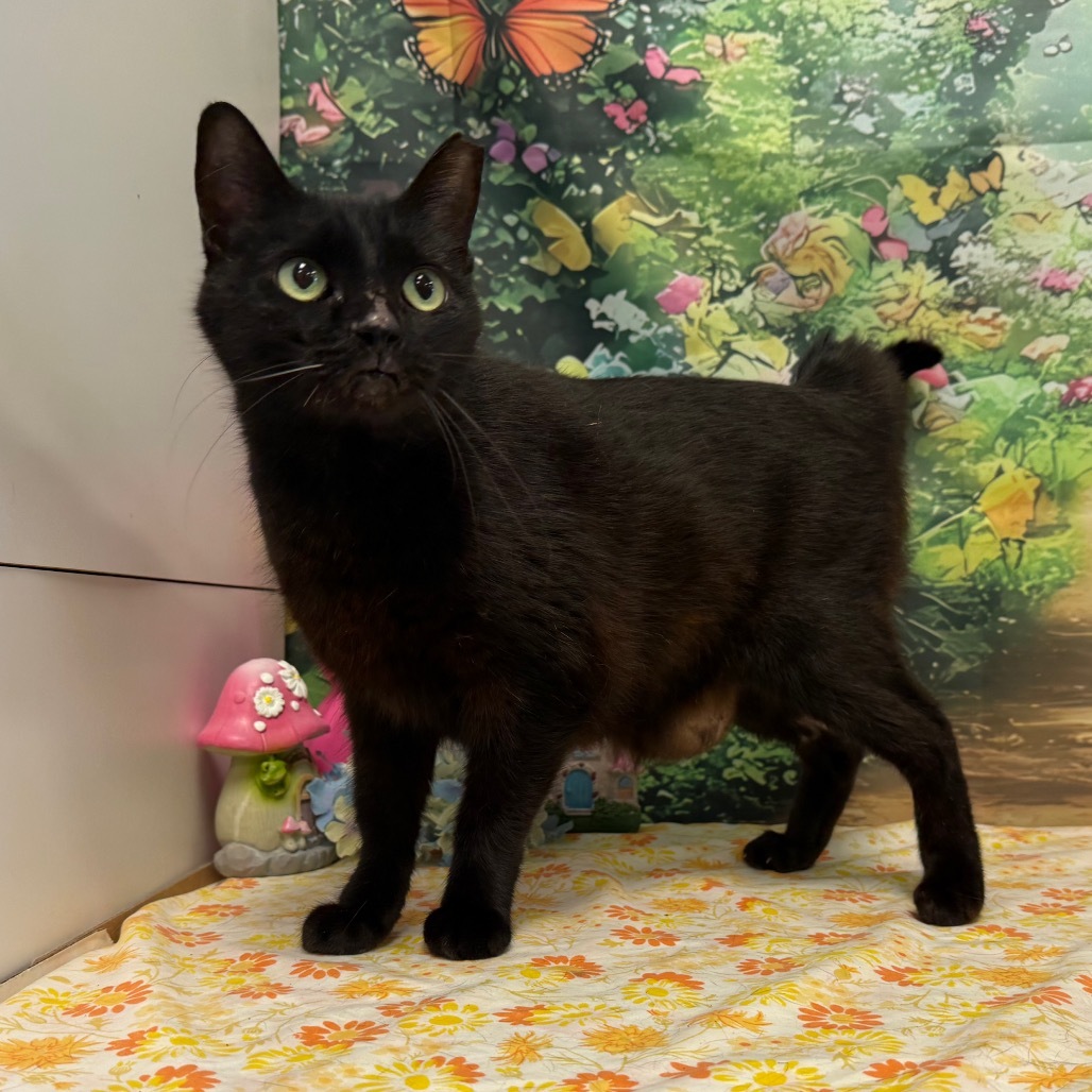 Licorice