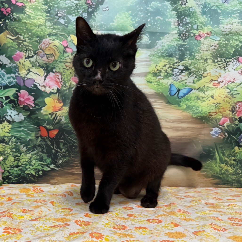 Licorice
