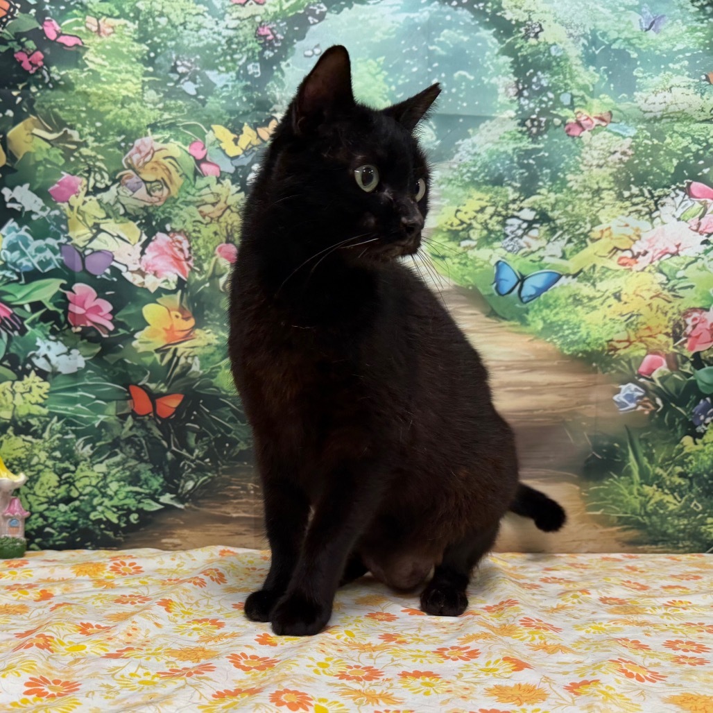 Licorice