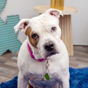 Coconut is a gentle affectionate girl with a calm soulful presence She enjoys leisurely walks so